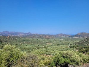 Panorami di uliveti a Creta, regione orientale