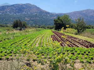 altipiano di Lasithi