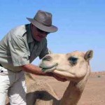 Dubai con una cammella da corsa